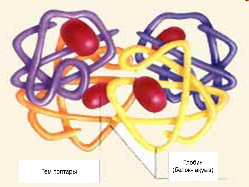 Гем топтары Глобин (белок- ақуыз)